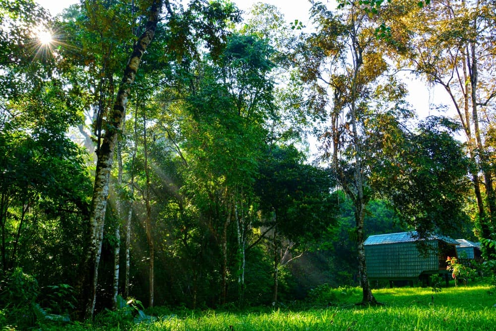 shutterstock 1160602309 tabin wildlife reserve