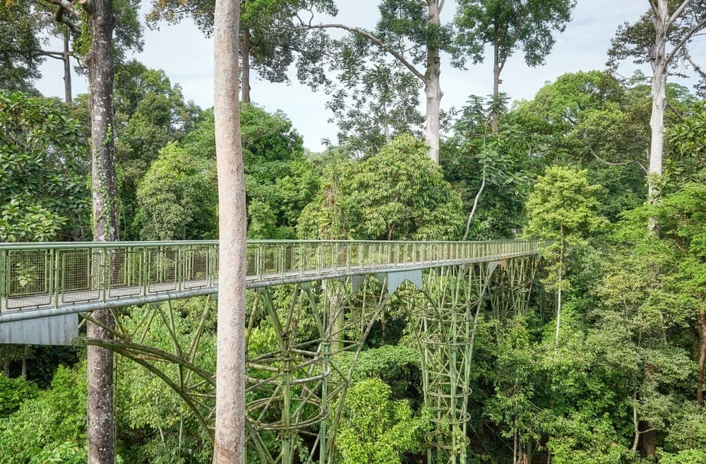 Trekking in Malaysian Jungle: Essential Advice